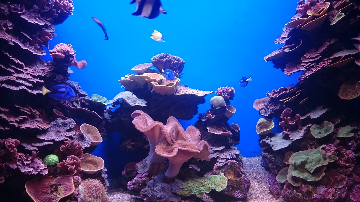 aquariumpalma1