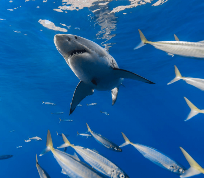 Antigua: Înotând cu rechinii
