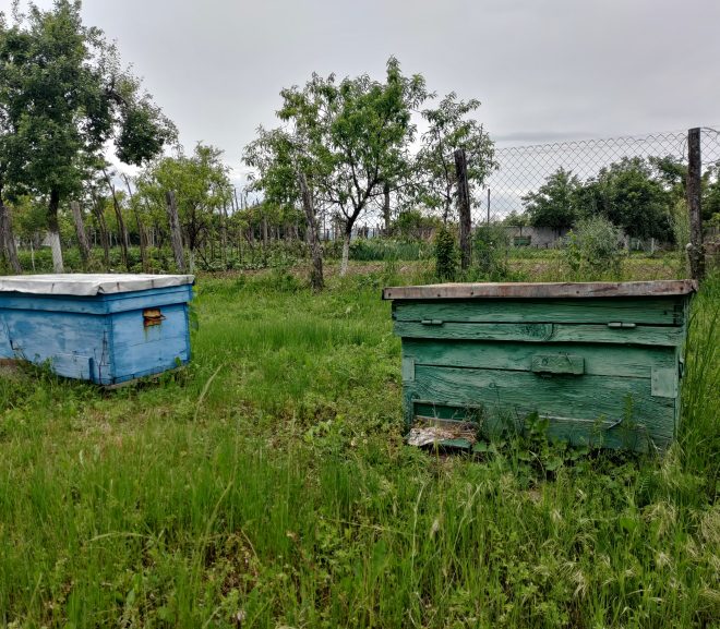 Un an rău:  Stupii goi