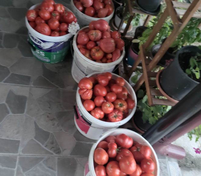 Roșii cu folie d-aia bunā de la țară