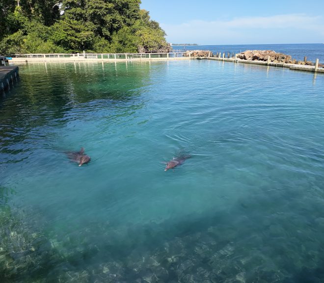 La delfini la Ocho Rios – jupuială