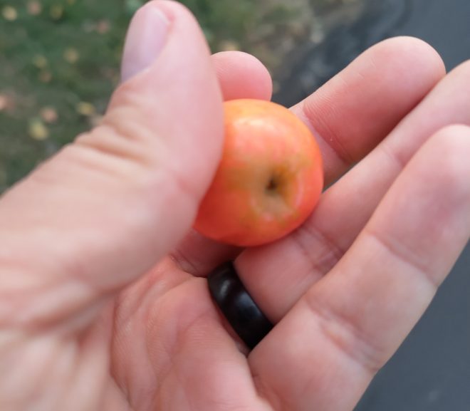 Vreau să mai plantez un pom