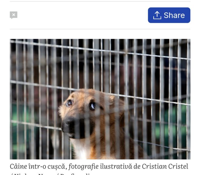 “Un câine bun e un câine mort” – nici eu n-o puteam zice mai bine, dar titlul cinstit trebuia să fie altul : ”Da’ al cui e câinele?”