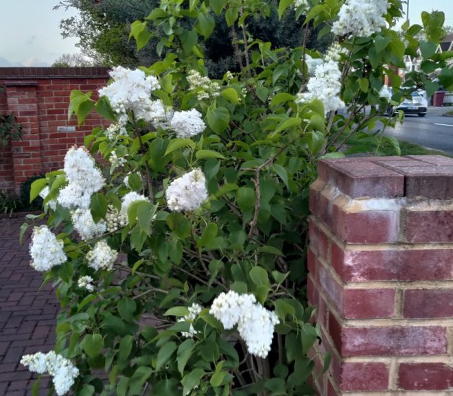 A venit primăvara, dar stau un pic morcovit