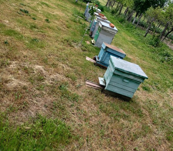 The Beekeeper #261:  Rezurecția