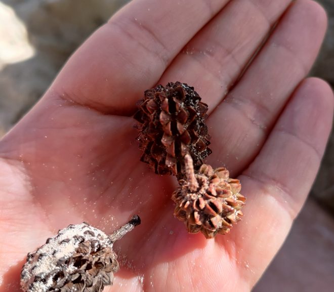 Naturalist de ocazie : Casuarina equisetifolia